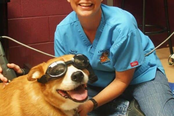 A happy tan and white dog receiving laser therapy from a veterinarian