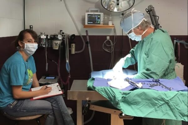 Surgical room. Pictured is the vet performing surgery while a vet tech takes notes and observes