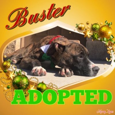 Buster-12