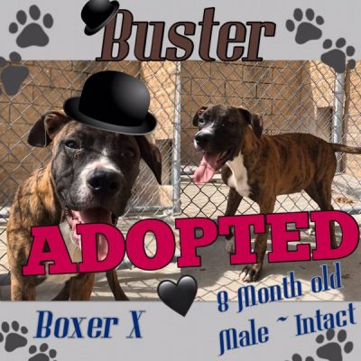 Buster-13