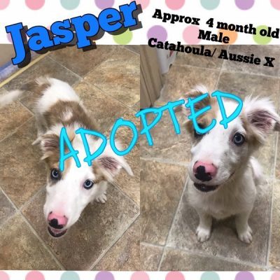 Jasper-Adopted-1