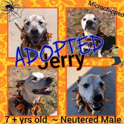 Jerry-Adopted-1-1