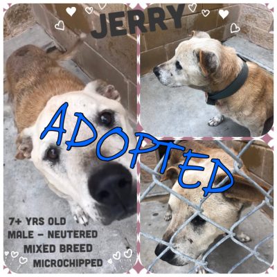 Jerry Adopted