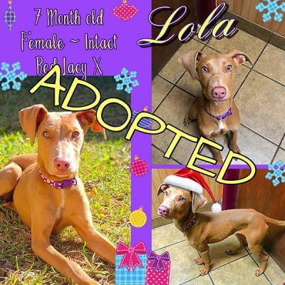 Lola - Adopted