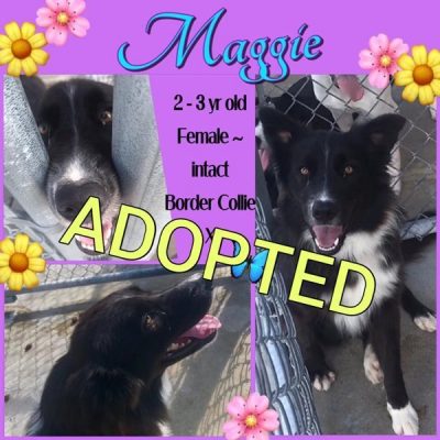 Maggie-1-1