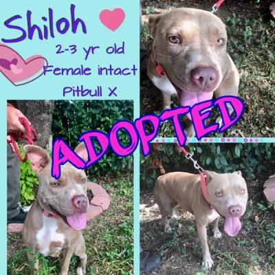 Shiloh-Adopted