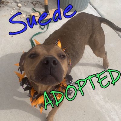 Suede-Adopted