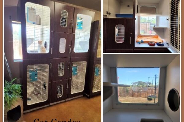 31 - Cat Condo w-Brown Border w Caption