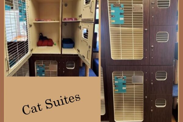 33 - Cat Suites w caption