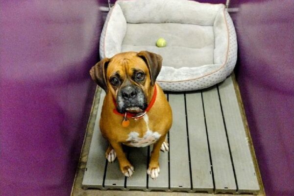 38a - Dakota in 3 ft run