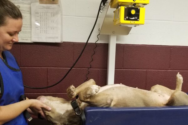 19a - Carlee and King_X-ray (4)