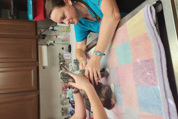 13a - Mandy and Sarah - drawing blood on cat_Oct 2023 (1)